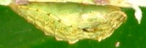 Pupae